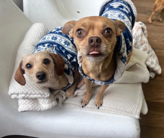 Two small dogs wearing matching blue and white patterned sweaters sit together on a white blanket, with one dog sticking its tongue out slightly.
